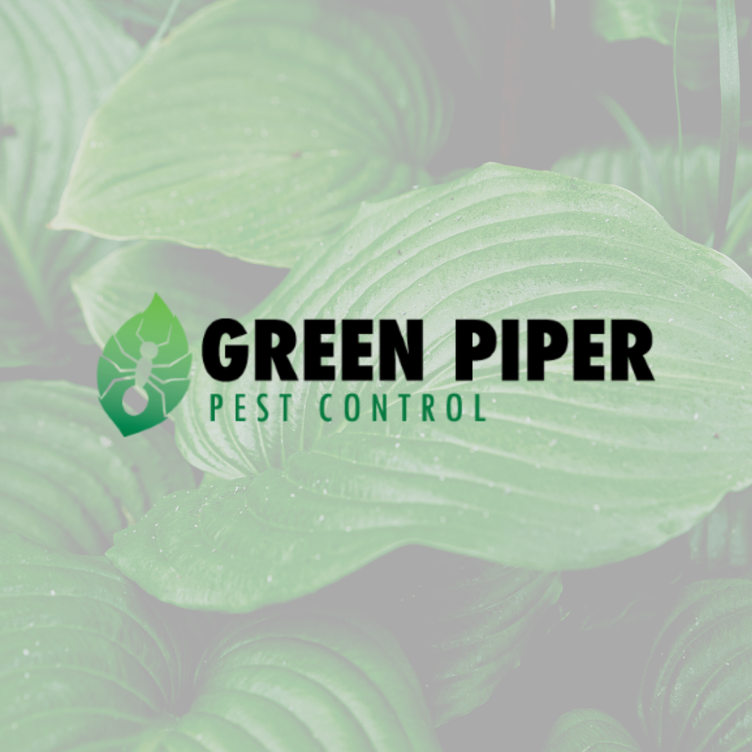 Green Piper Main Cover